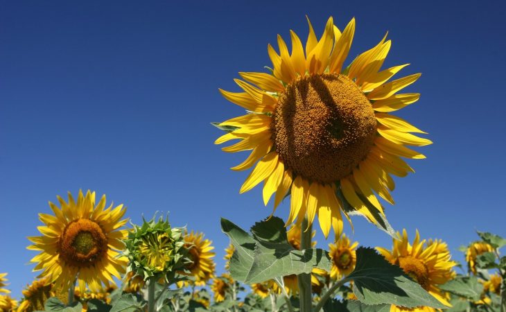 Hur ska en blomma behandlas? Image