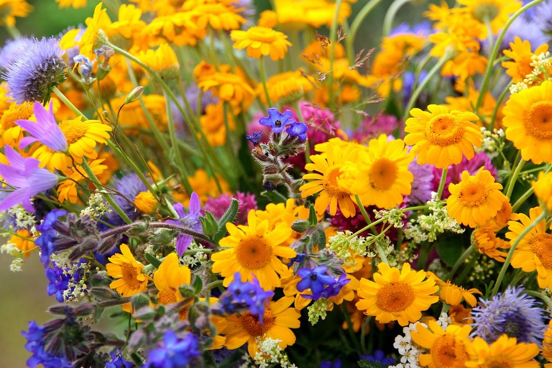 En livfull bukett av vilda blommor med gula prästkragar, lila tistlar, blåklint och andra blandade sommarblommor, typiska för midsommarbuketter.
