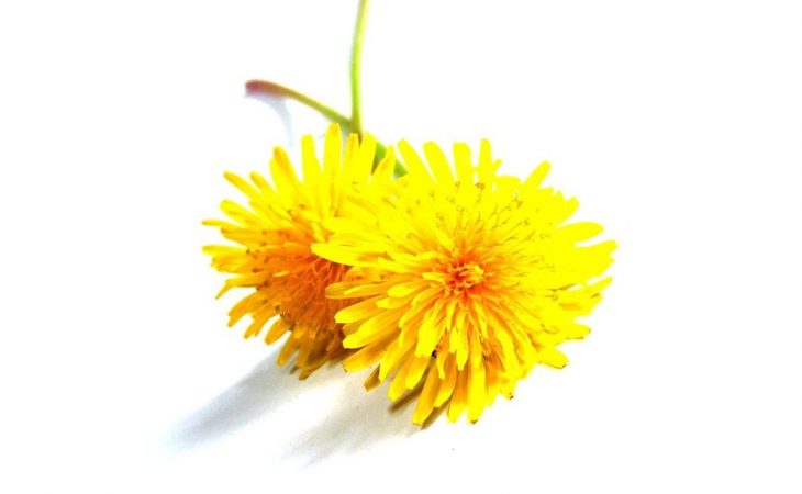 Svenska landskapsblommor Image