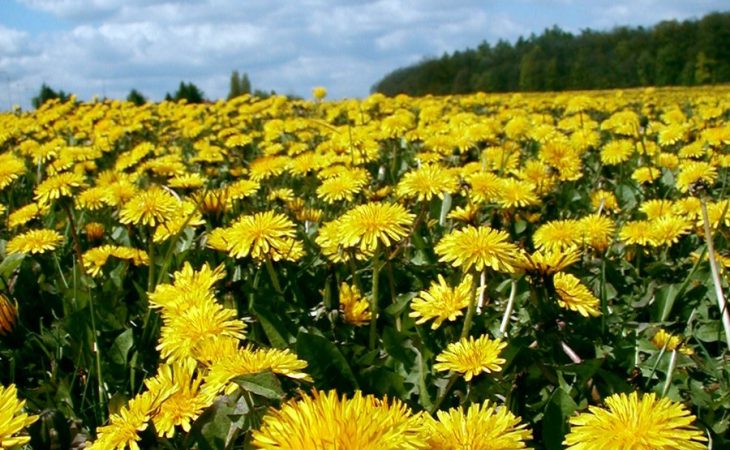 Blommor som ingrediens i skönhets- eller hälsoprodukter Image