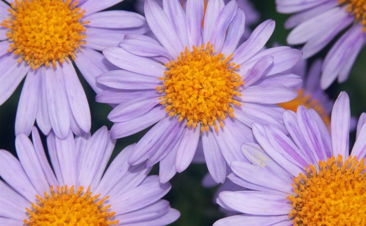 Blommor och begravningar Image
