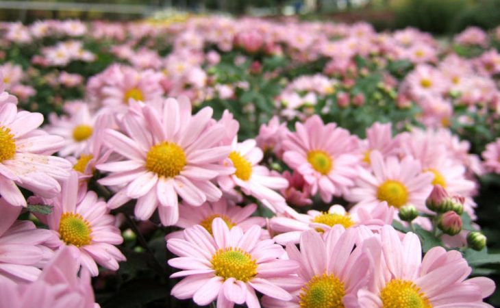 Blommor lyser upp tillvaron Image