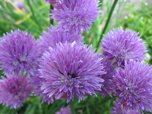 Ätbara blommor och växter Image